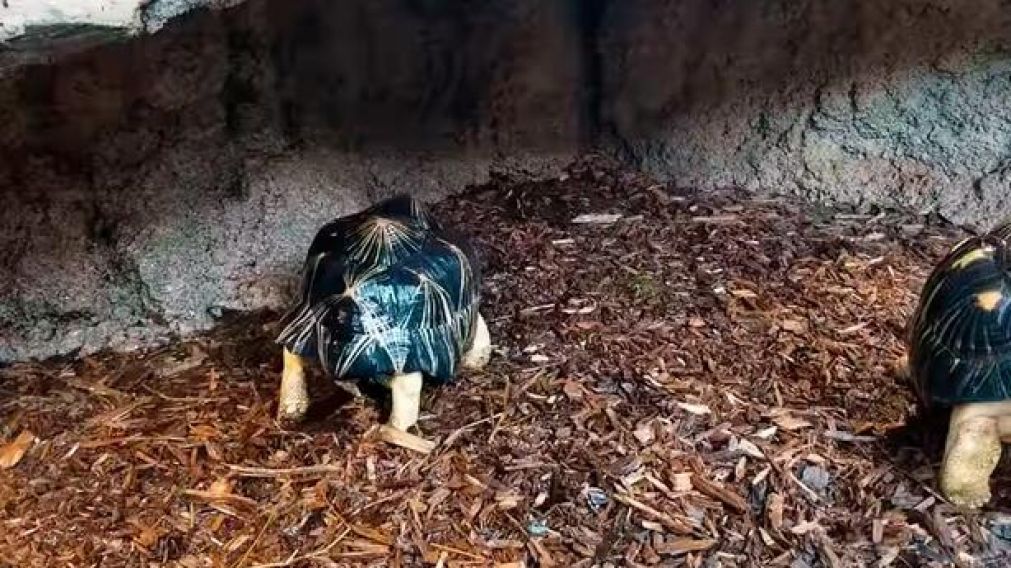 Las imágenes fueron compartidas por el Acuario de Tennessee, en Estados Unidos.