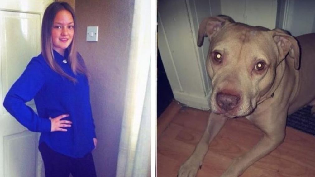 El Staffordshire Bull Terrier era parte de la familia de Keira, pero por el incidente, fue sacrificado.