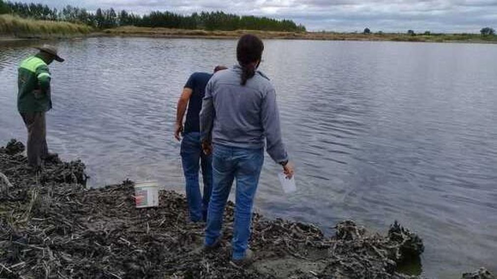 Investigan la muerte de peces en una laguna de Mendoza.