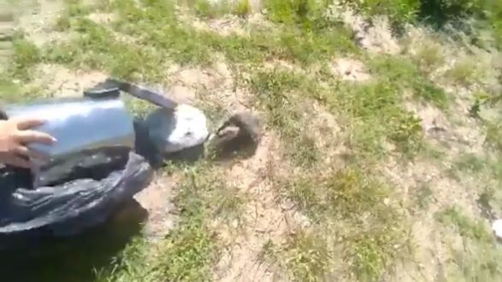 La zarigueya, antes del fatal desenlace (Captura de video).