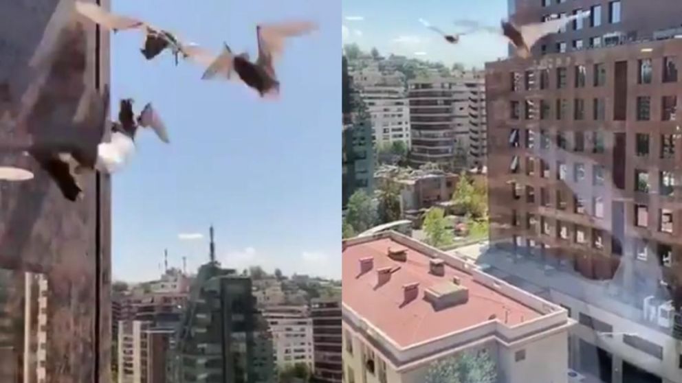 Los animales intentaban ingresar al edificio por las ranuras de las ventanas. (Captura de video)