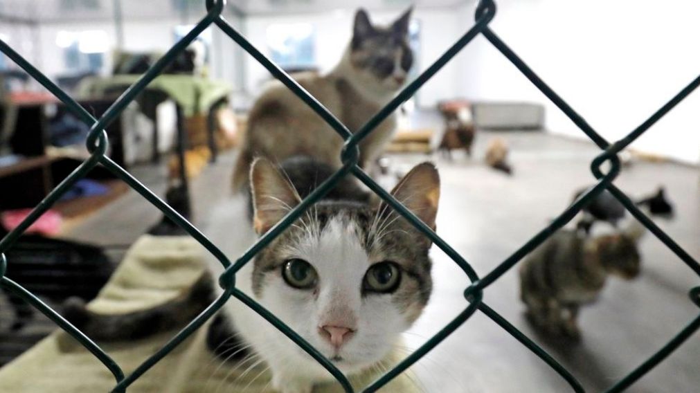 Coronavirus: una ciudad testear� gratis a gatos y perros dom�sticos con s�ntomas.