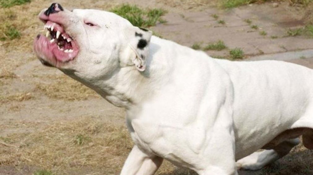 Conmoci�n en Mendoza: un dogo mat� a una beb� de un a�o.