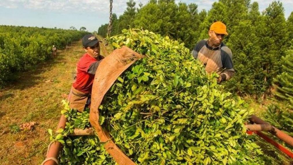 Yerba mate, ese elemento tan necesario para los argentinos (Imagen ilustrativa).