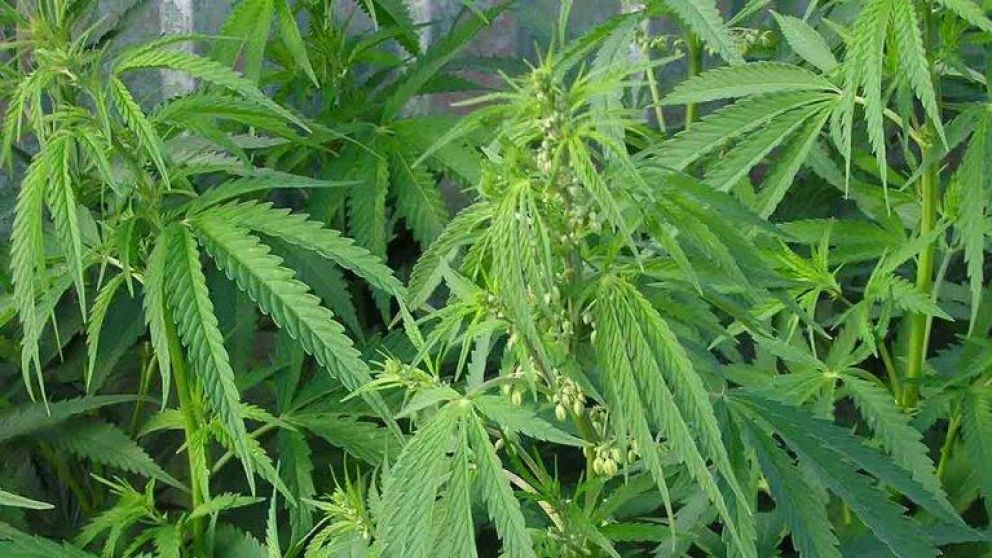 La plantación autorizada tendrá fines de investigación.