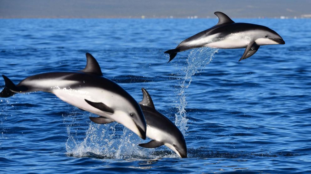 Así sorprendieron delfines a los turistas en Península Valdés.