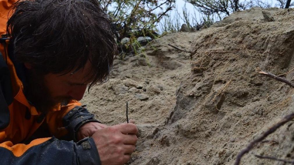 En Río Negro hallaron restos óseos de un dinosaurio carnívoro.
