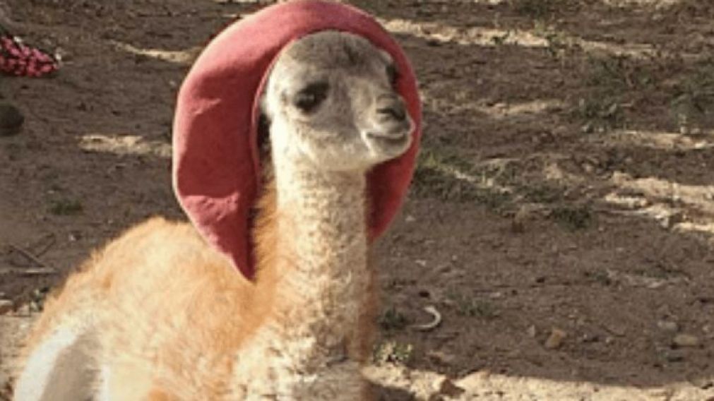 "Panchito", el guanaco viral de internet.