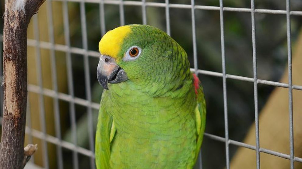 "Bud" había subido tanto de peso que no podía emprender vuelo.