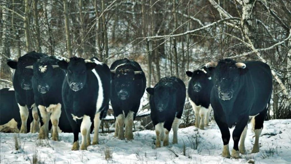 Las vacas se volvieron locas en Chernobyl (Facebook).