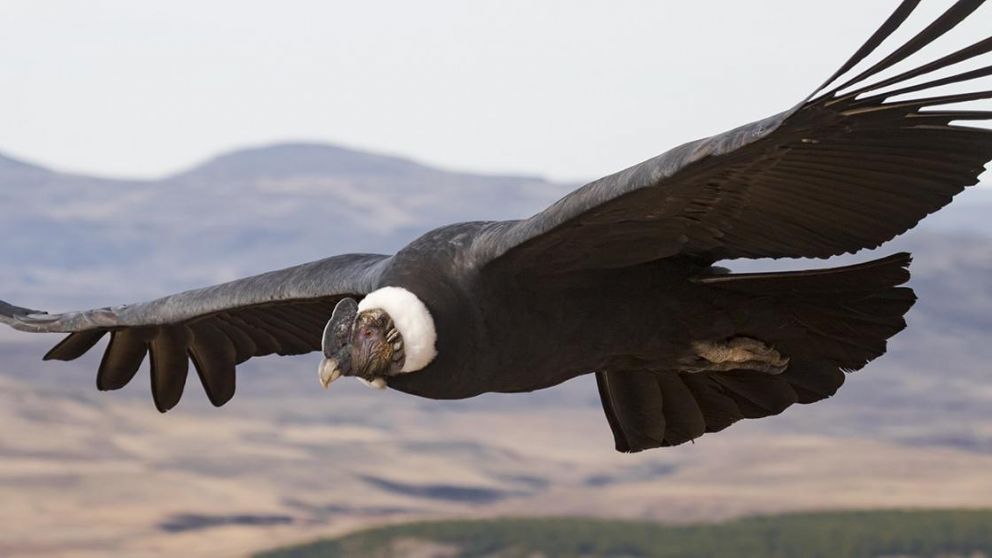 La noticia falsa del "cóndor asesino" fue publicada en un portal humorístico.