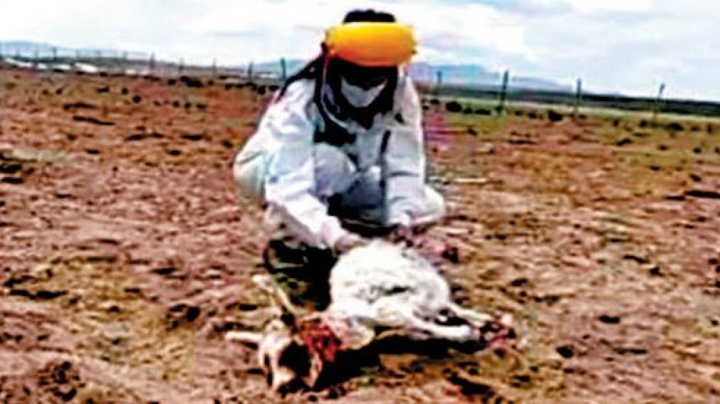 Investigadores trabajan sobre los restos de los animales muertos.