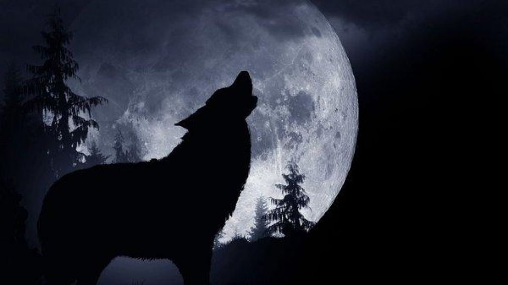 En esta luna, los lobos aúllan con más ímpetu durante la noche.