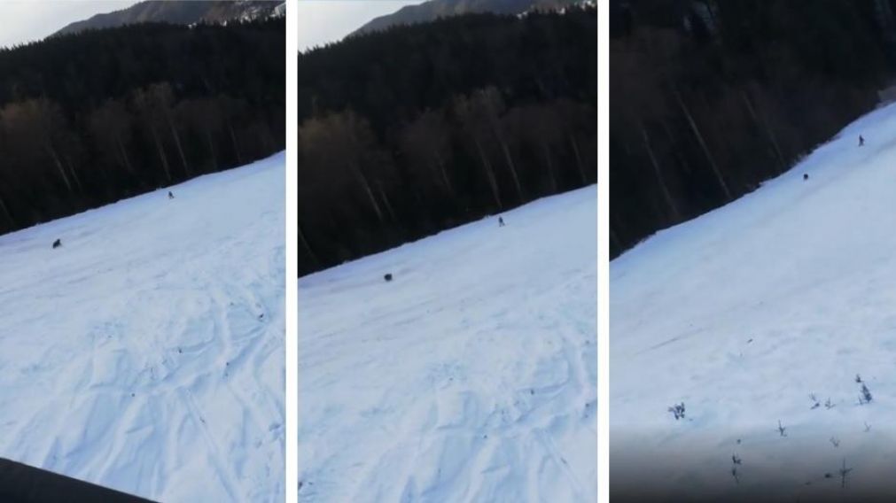 As� el oso feroz persegu�a a un esquiador en una pista de Rumania. (Captura video)