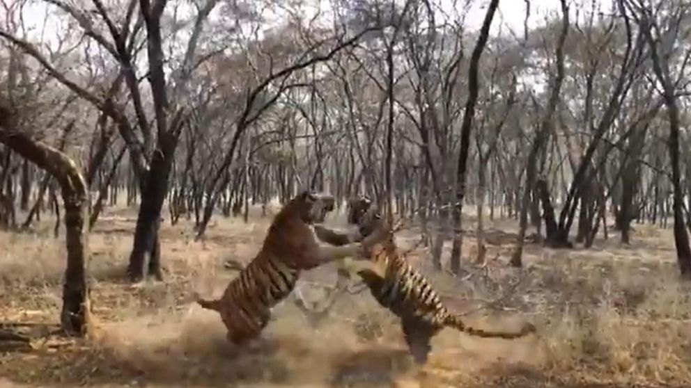 La bestial pelea entre los dos tigres fue compartida por una autoridad forestal de India.