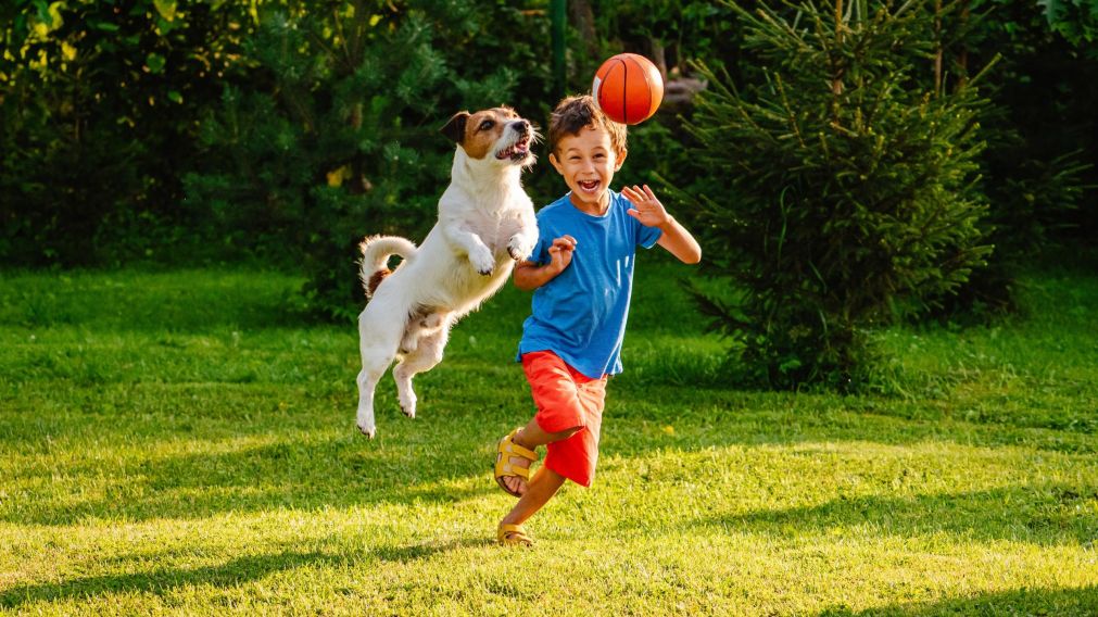Entretenimiento canino: beneficios y tipos de juegos para mascotas