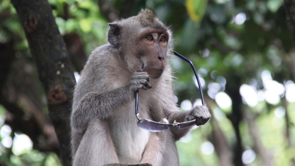 La banda de los monos chorros: le roban a los turistas y les piden comida como pago de rescate.