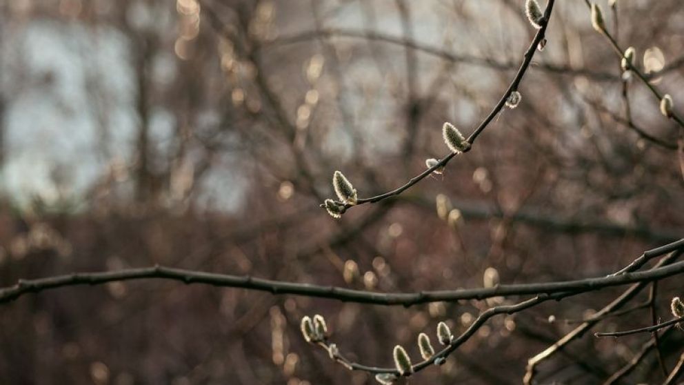 Algunas hojas brotan antes de tiempo.