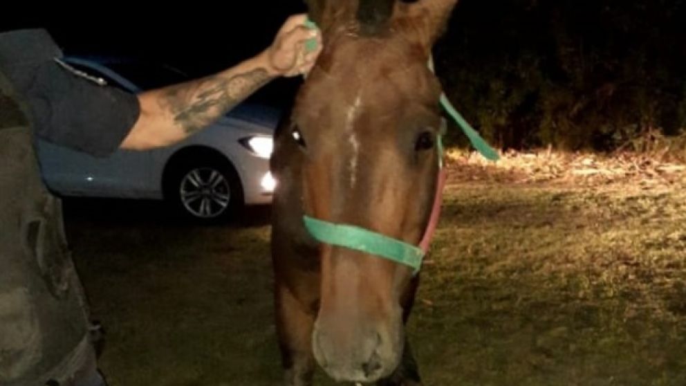 Este es el caballo que era utilizado por el menor de edad para concretar los asaltos.