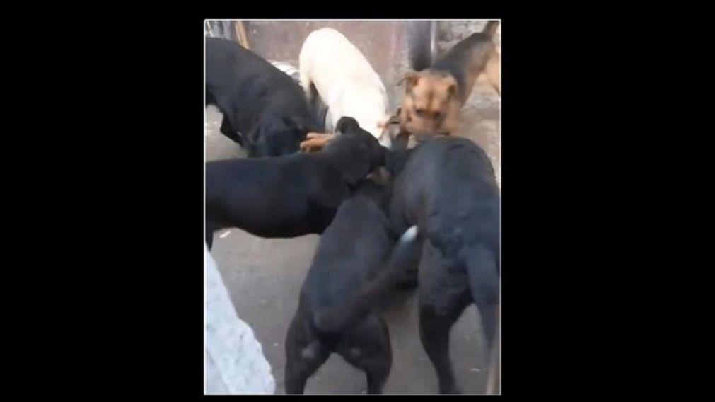 Crueldad sin límites: rescatan 14 perros de una vivienda donde atacaron a otro hasta matarlo