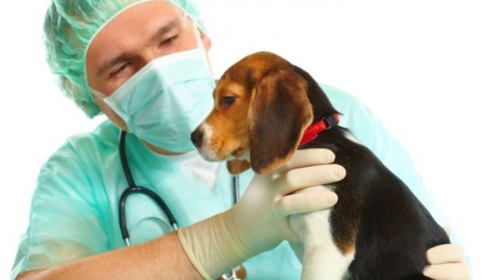 Último operativo de mascotas en Quilmes: dónde