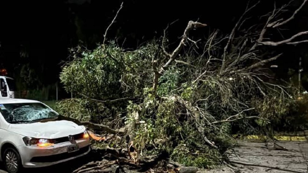 Impresionante caída de un árbol frente al Museo del Transporte
