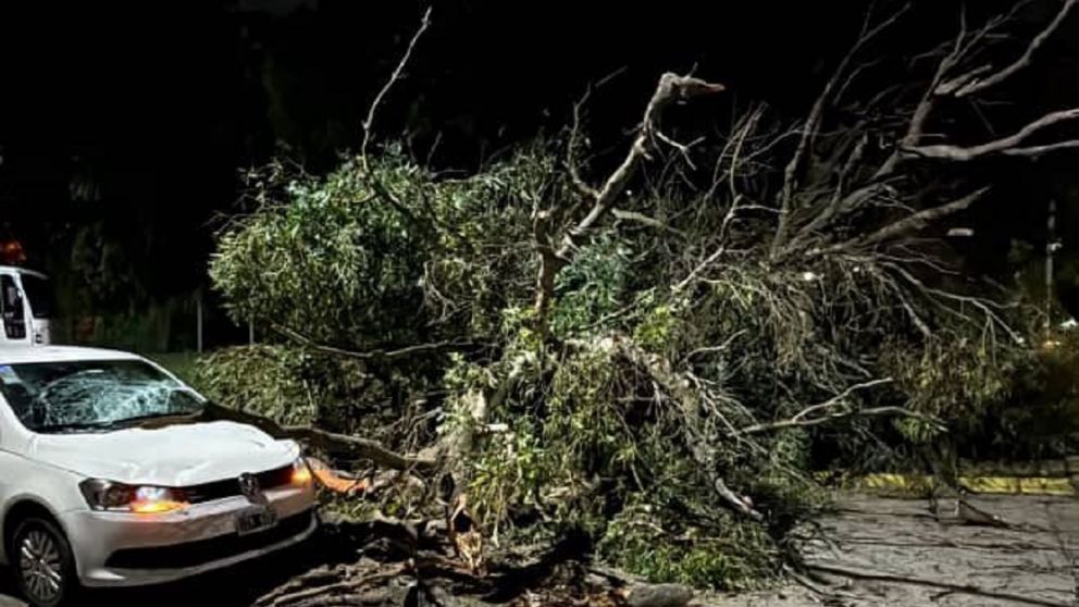 Impresionante caída de un árbol frente al Museo del Transporte