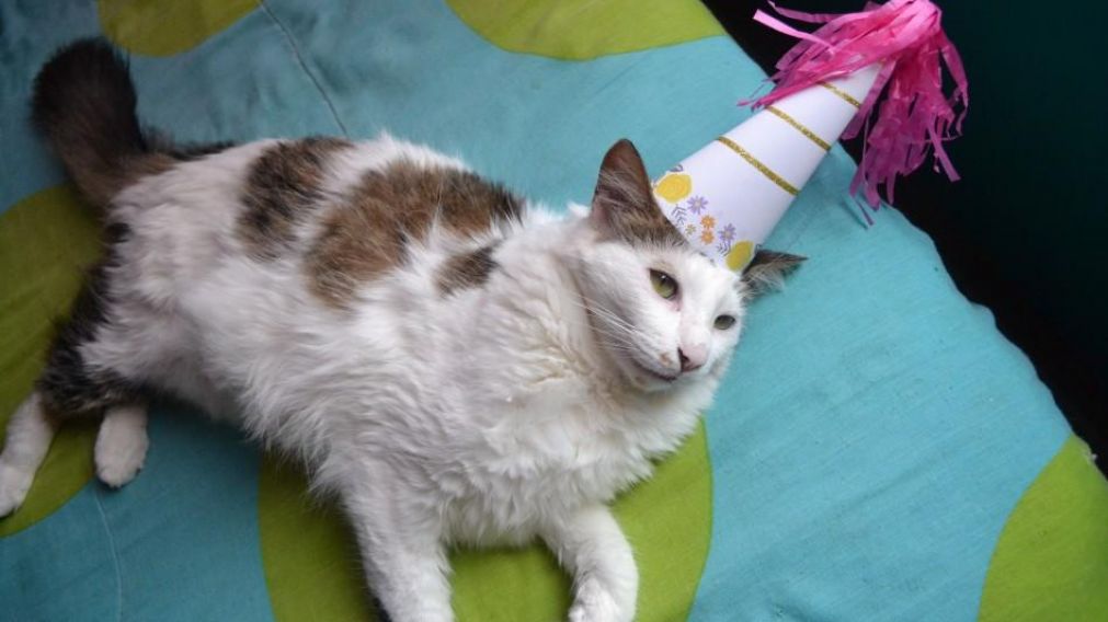 El gato no se contagió.