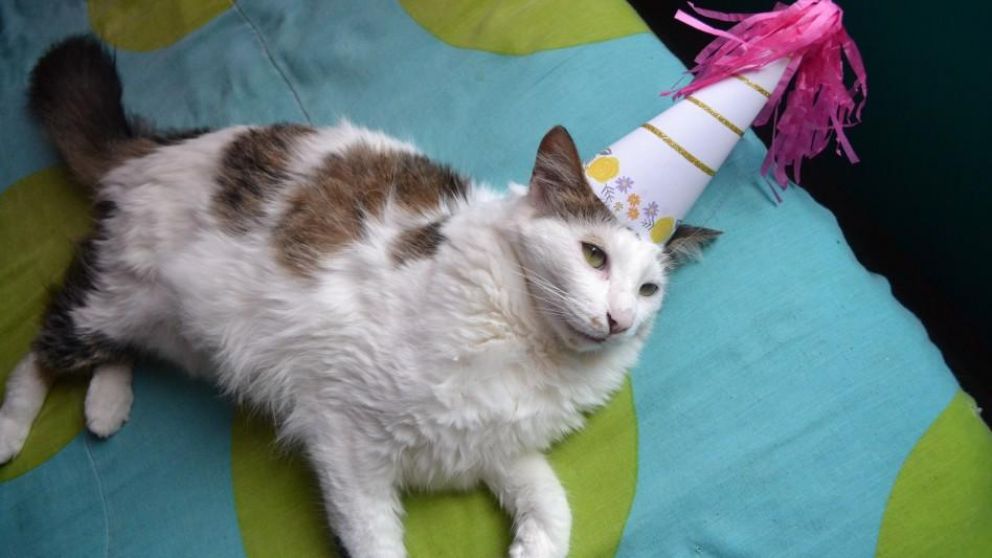 El gato no se contagió.