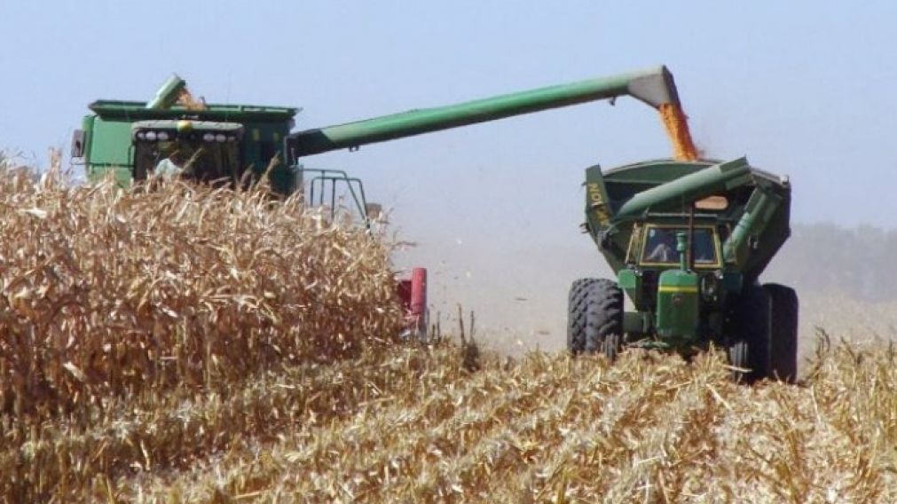 Buscan asegurar el abastecimiento interno del cereal.
