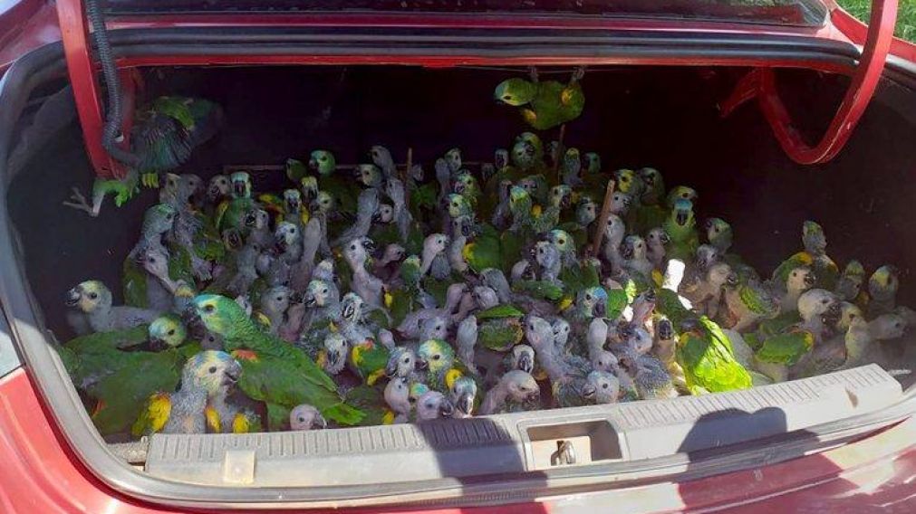 La mayor�a de los 216 espec�menes encontrados eran apenas pichones.