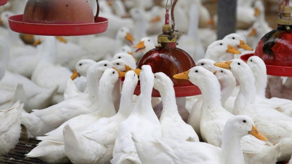 Sacrificaron 400.000 patos para evitar un brote de gripe aviar.