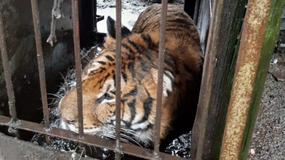 Uno de los 301 animales encontrados en cautiverio en un predio sobre la Ruta Nacional 226.