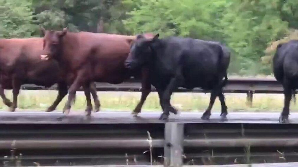 Afortunadamente, el escape de las vacas por la autopista no produjo otros accidentes.