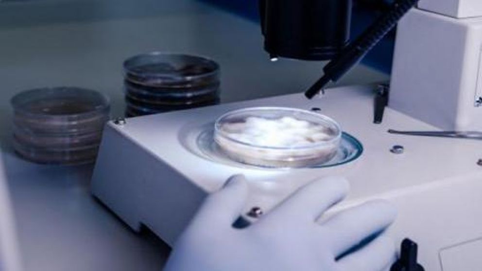 Esta mutación, que está presente en la variante 501Y.V2, la de Sudáfrica y la Río de Janeiro, “es poco común a nivel mundial" (Imagen ilustrativa)