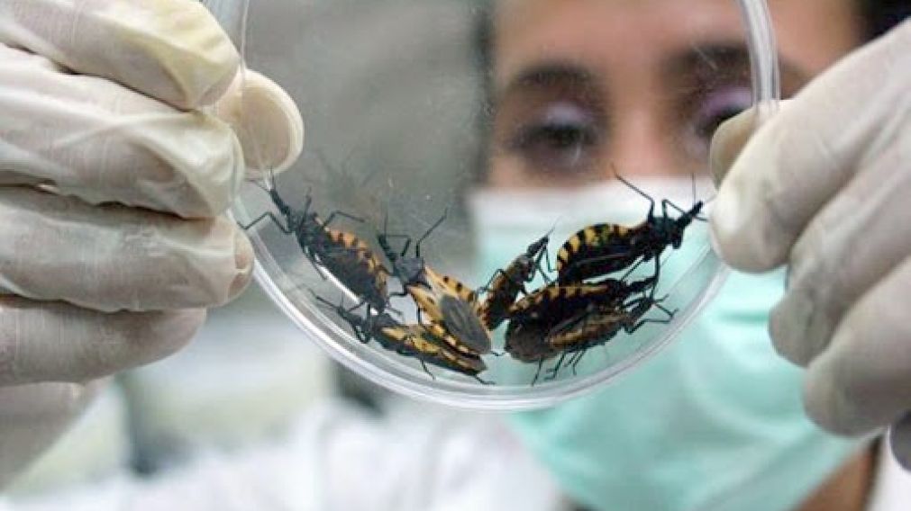El mal de Chagas, no tiene una vacuna para combatirla.