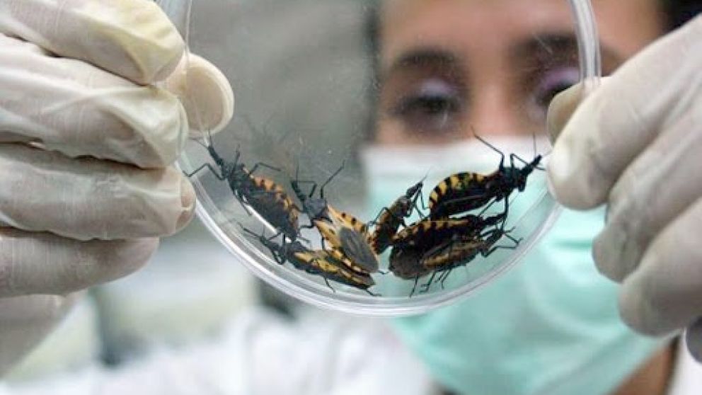 El mal de Chagas, no tiene una vacuna para combatirla.