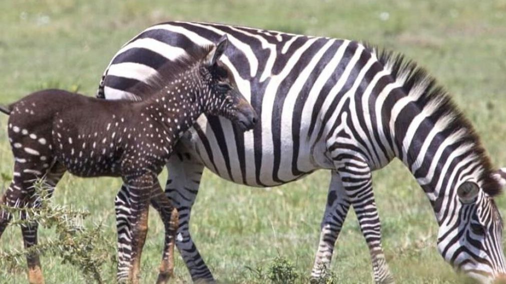 El particular animal, bautizado como Tira, fue fotografiado en Kenia.