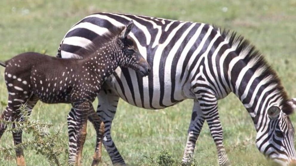 El particular animal, bautizado como Tira, fue fotografiado en Kenia.