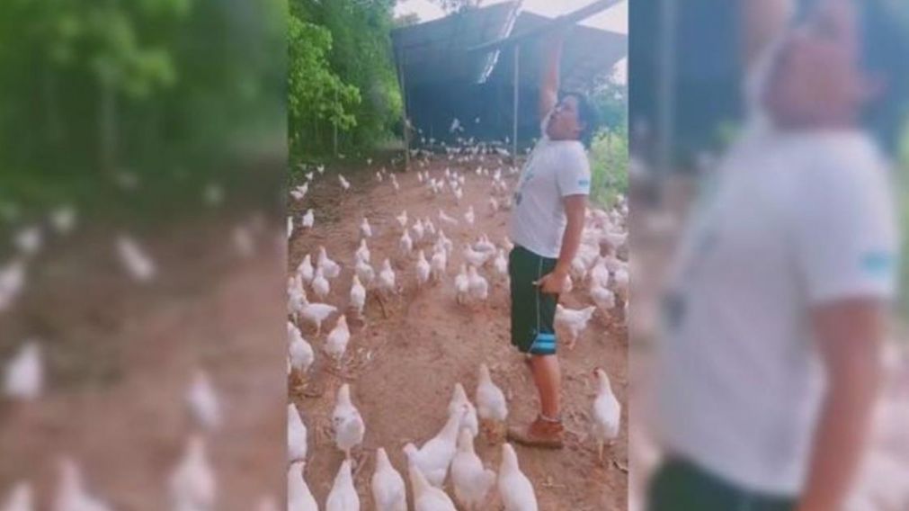 Las gallinas que se volvieron virales a través de TikTok (Captura de video).