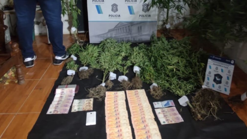 Algunas de las plantas de marihuana y parte del dinero que tenían los delincuentes.