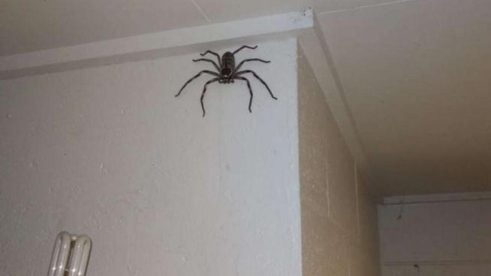 La gigantesca araña fue nombrada Charlotte por su dueño