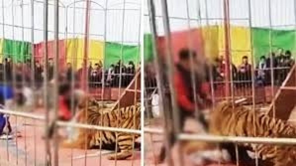 Video: el terrorífico momento en el que un domador es atacado por un tigre de circo