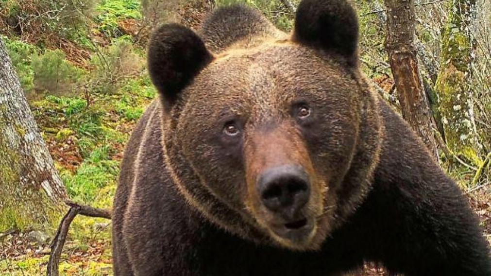 Un oso atac� a un perro y su due�o lo golpe� para salvarlo. (Foto: ilustrativa)
