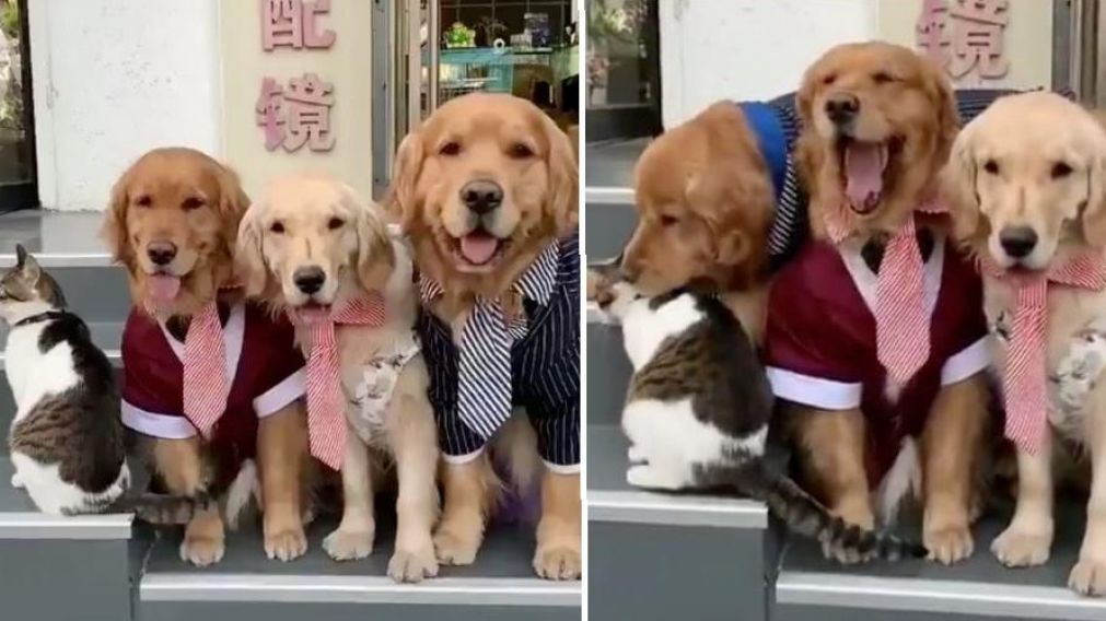 El gato rebelde no quería salir en la foto, pese a los intentos de su amigo perruno.