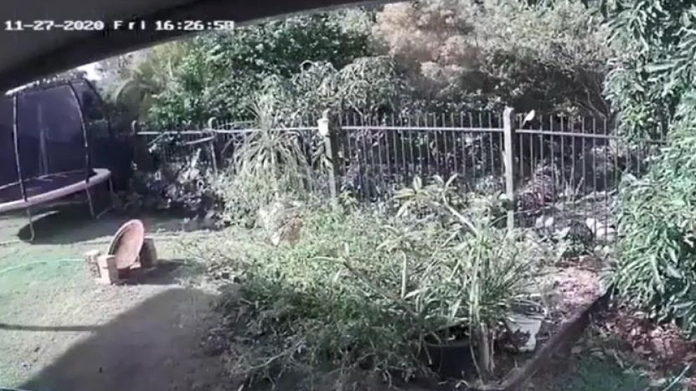 El insólito suceso quedó registrado por cámaras de seguridad (Captura).