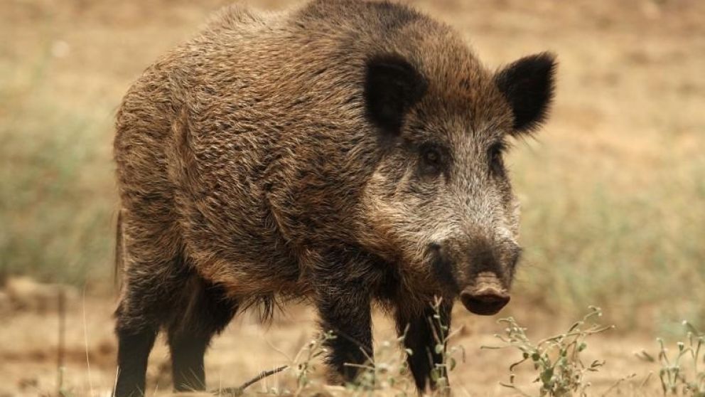 Los jabalíes podrían desaparecer de la provincia de Corrientes.