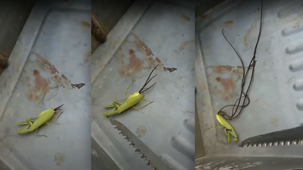 El espeluznante video se compartió en las redes (Captura).