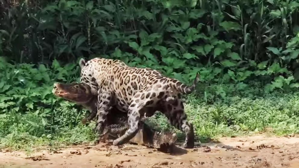 El video fue captado por una activista dedicada a estudiar la vida de los jaguares.
