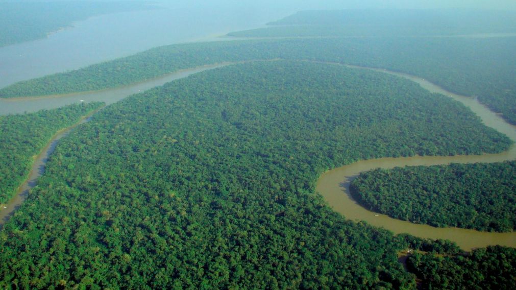 Para capturar el 10% del CO2 emitido, habría que cultivar árboles en todo el territorio de Estados Unidos.